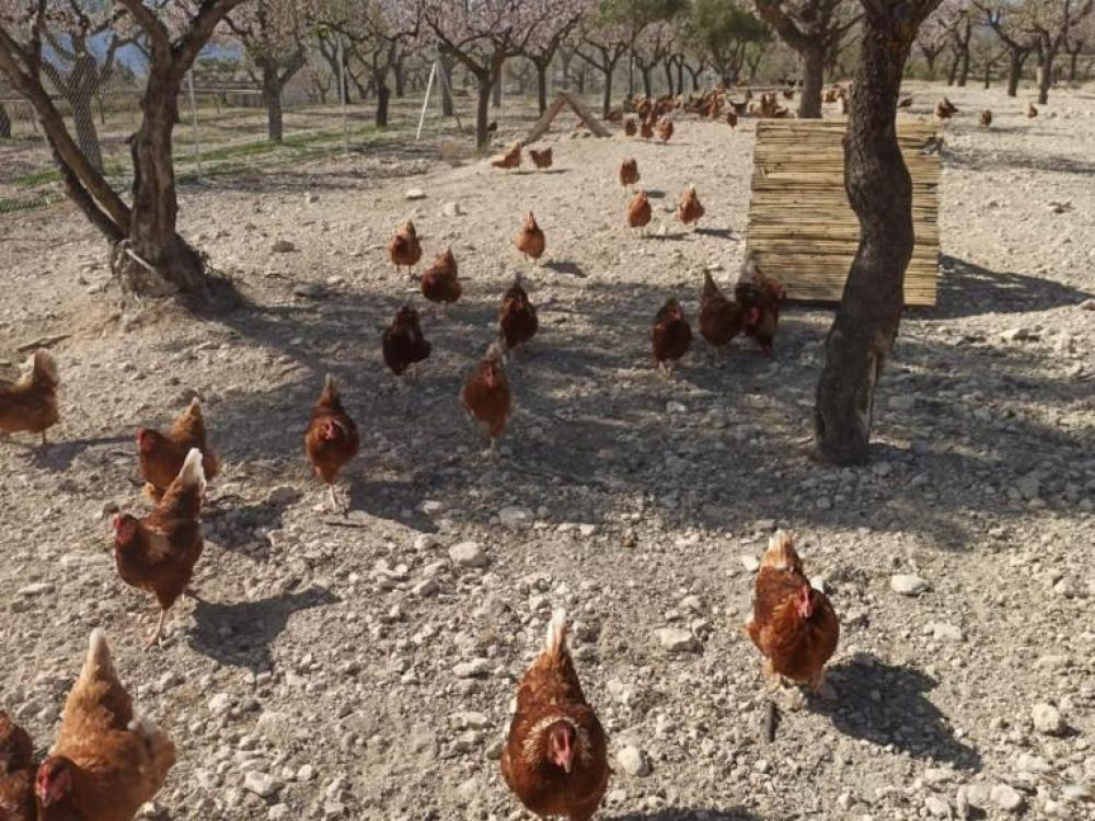 Granja de gallinas 